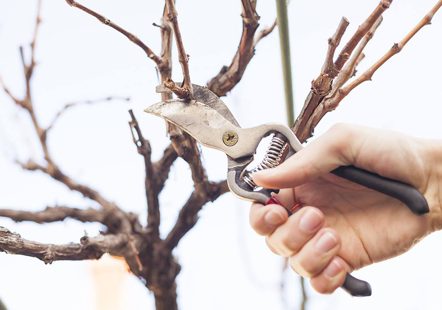 Hoveniersbedrijf Breunissen Tuinonderhoud